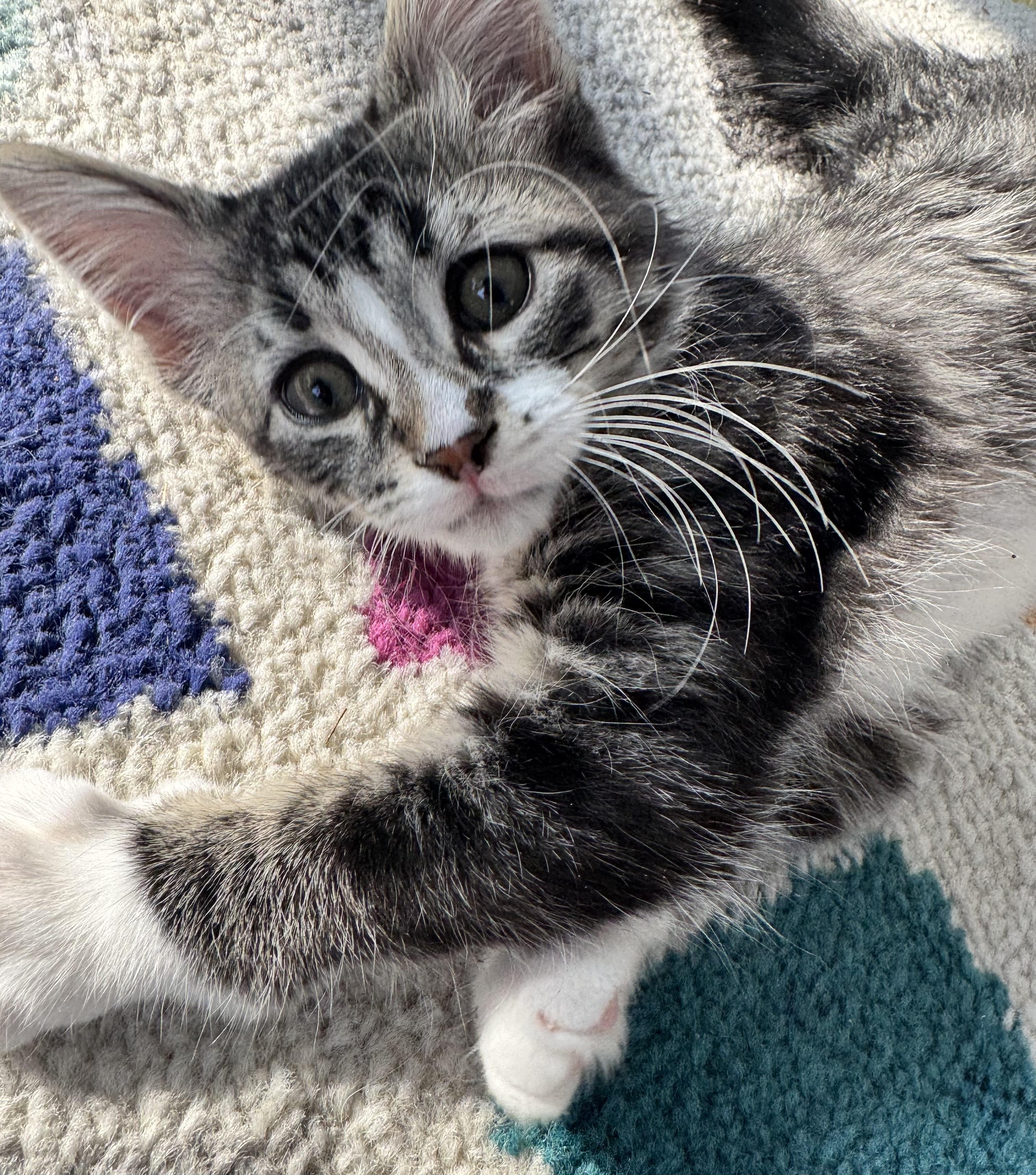 Enlarge Cindy Crawford, an adopted Domestic Medium Hair in Saginaw, MI image 5/5