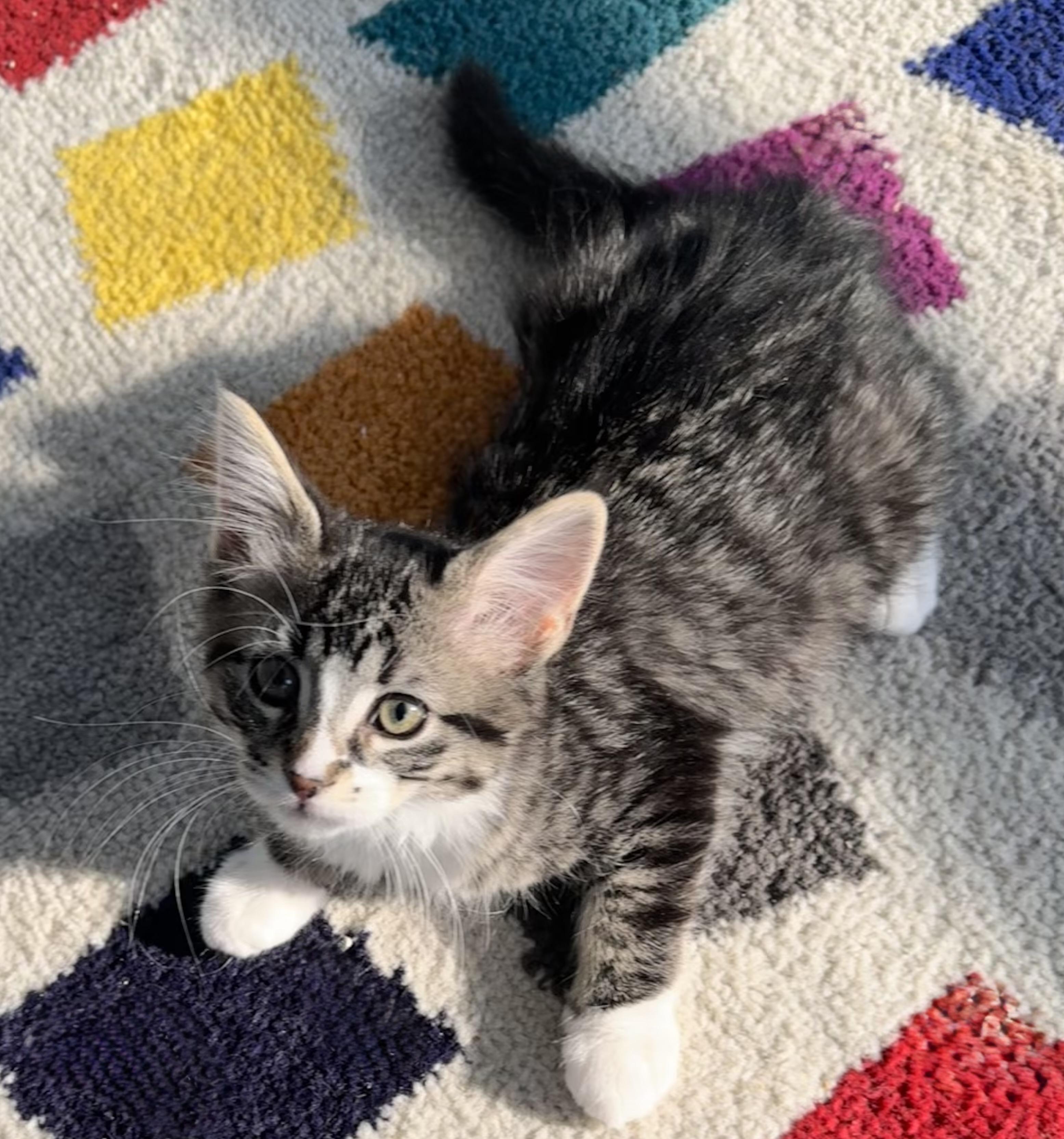 Enlarge Cindy Crawford, an adopted Domestic Medium Hair in Saginaw, MI image 4/5