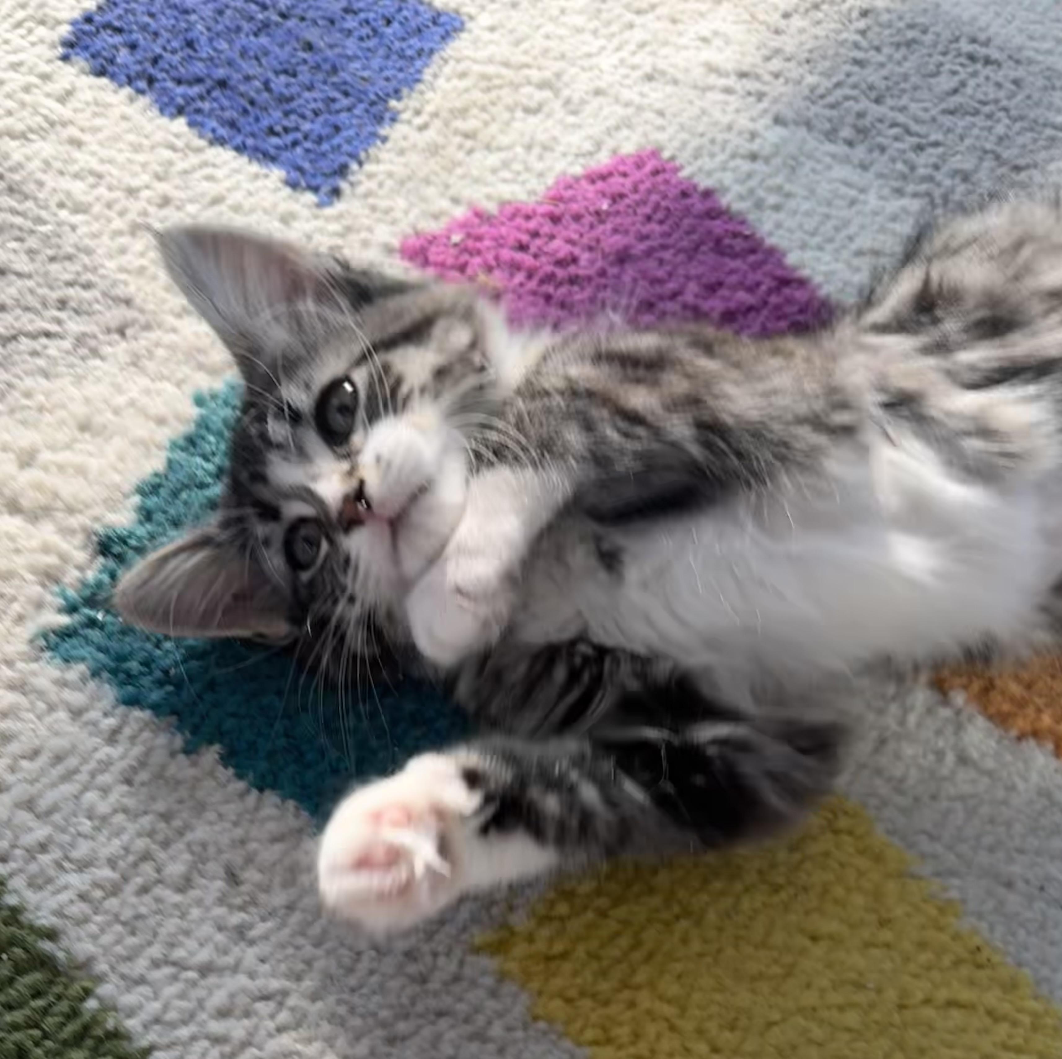 Enlarge Cindy Crawford, an adopted Domestic Medium Hair in Saginaw, MI image 2/5