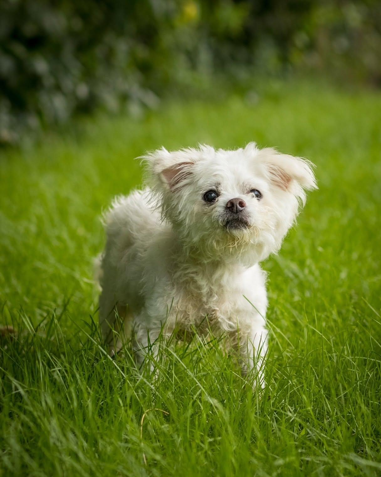 Enlarge WALL-E (0123), a Adopted mixed breed in Bridgeport, CT image 1/1