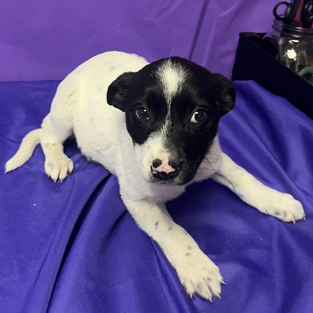 Enlarge Rue, a Adoptable mixed breed in North Myrtle Beach, SC image 1/1