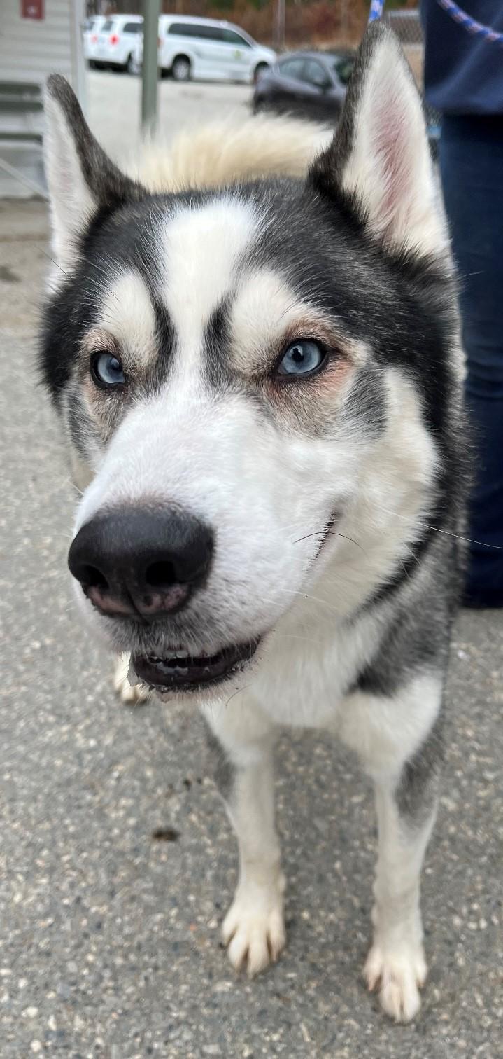 Jimmy Chew, Adoptable, Adult Male Husky.