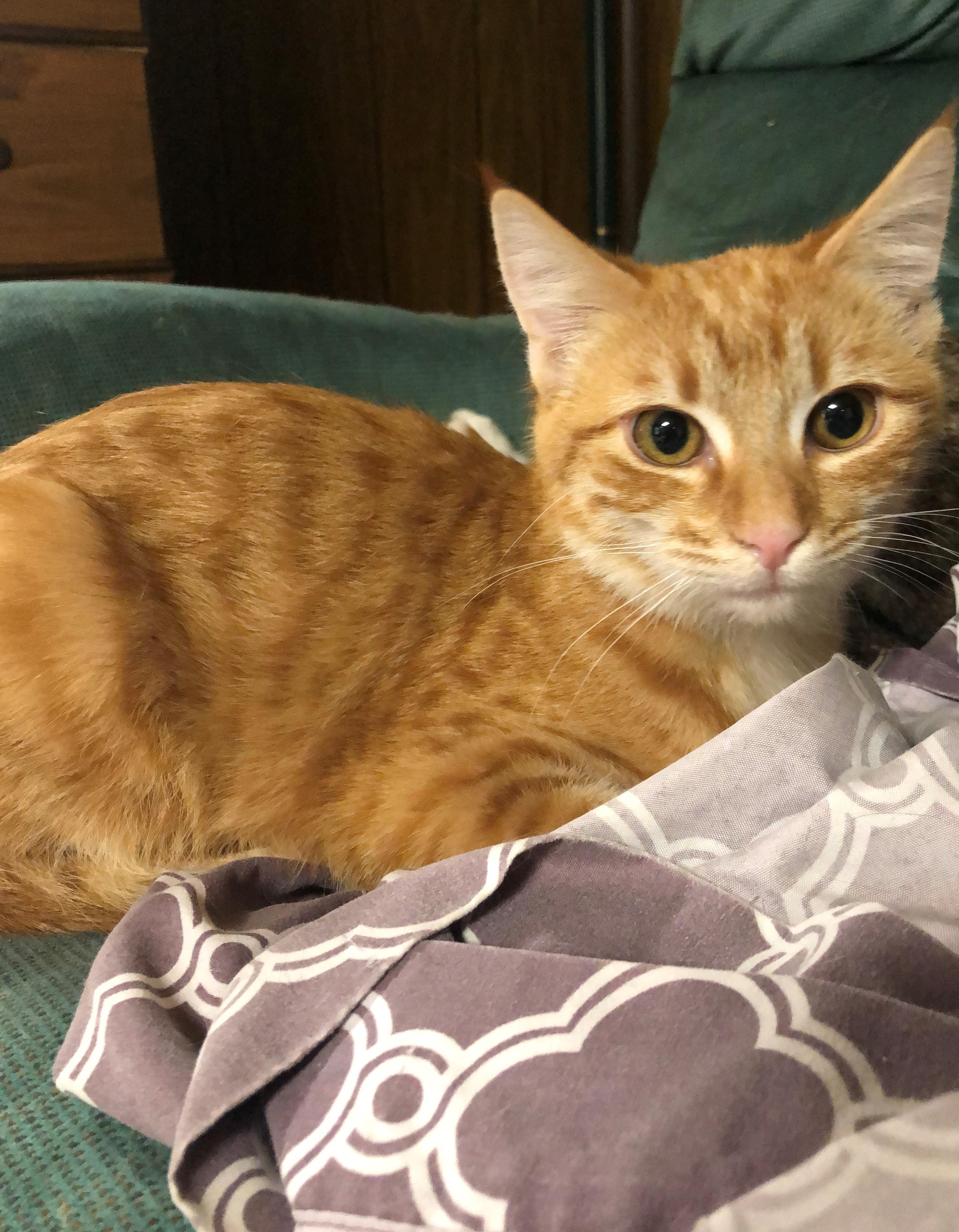 Enlarge Monk, a Adoptable Domestic Short Hair in Watonga, OK image 1/2