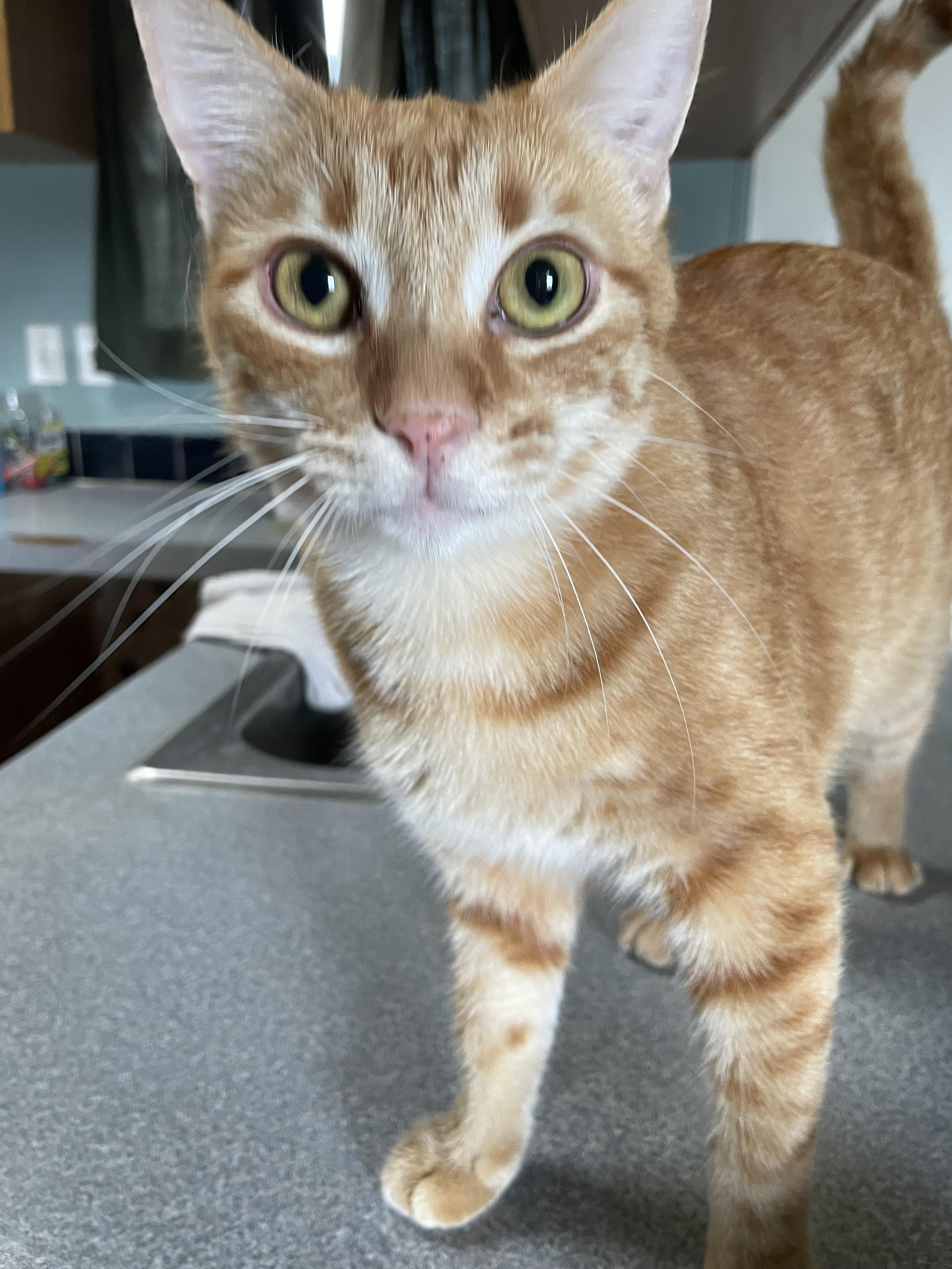 Enlarge Monk, a Adoptable Domestic Short Hair in Watonga, OK image 2/2