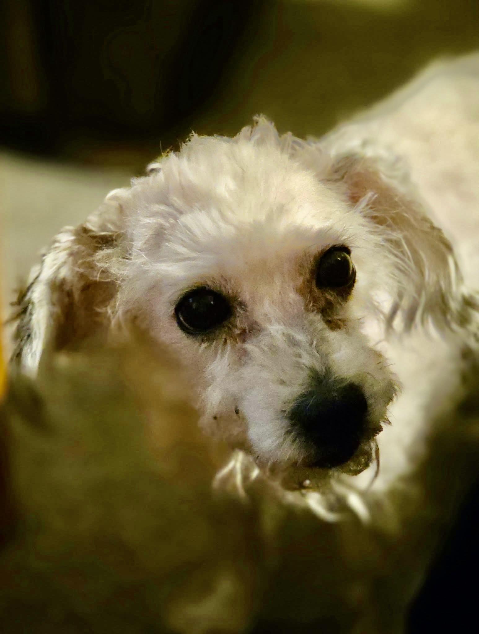 Enlarge Polly, an adoptable mixed breed in Grosse Pointe Park, MI image 2/2