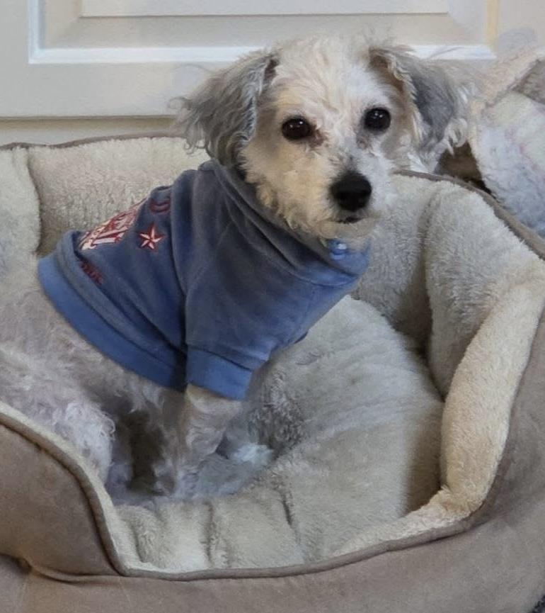 Enlarge Polly, an adoptable mixed breed in Grosse Pointe Park, MI image 1/2