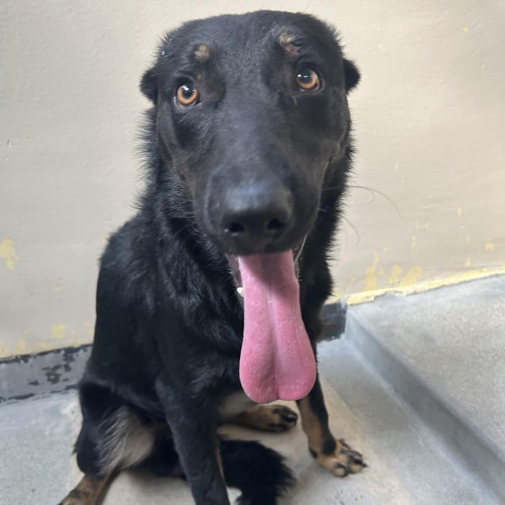 Enlarge Bear*, a Adoptable Shepherd in San Gabriel, CA image 1/1