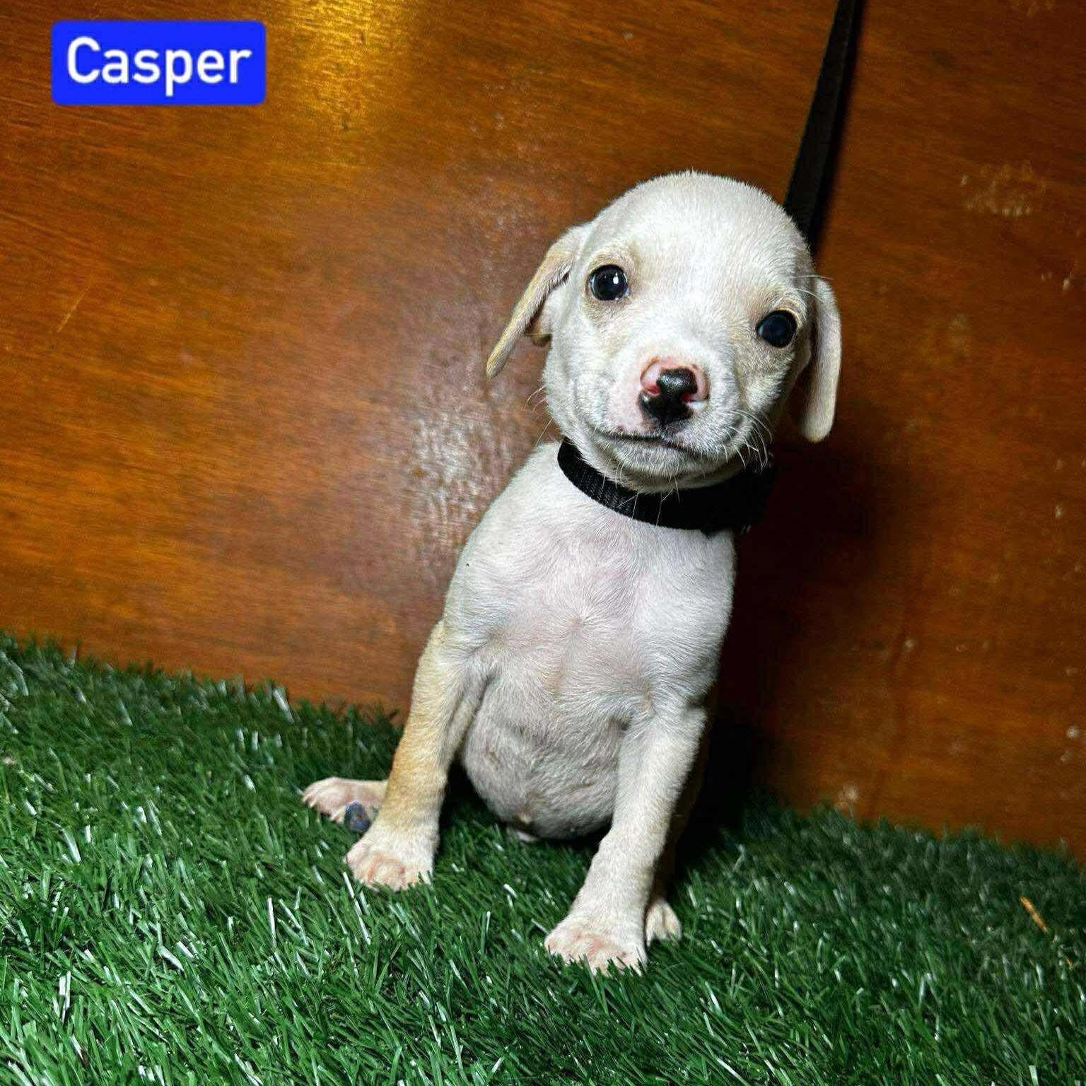 Enlarge Casper, a Adoptable Mixed Breed in Puyallup, WA image 3/4