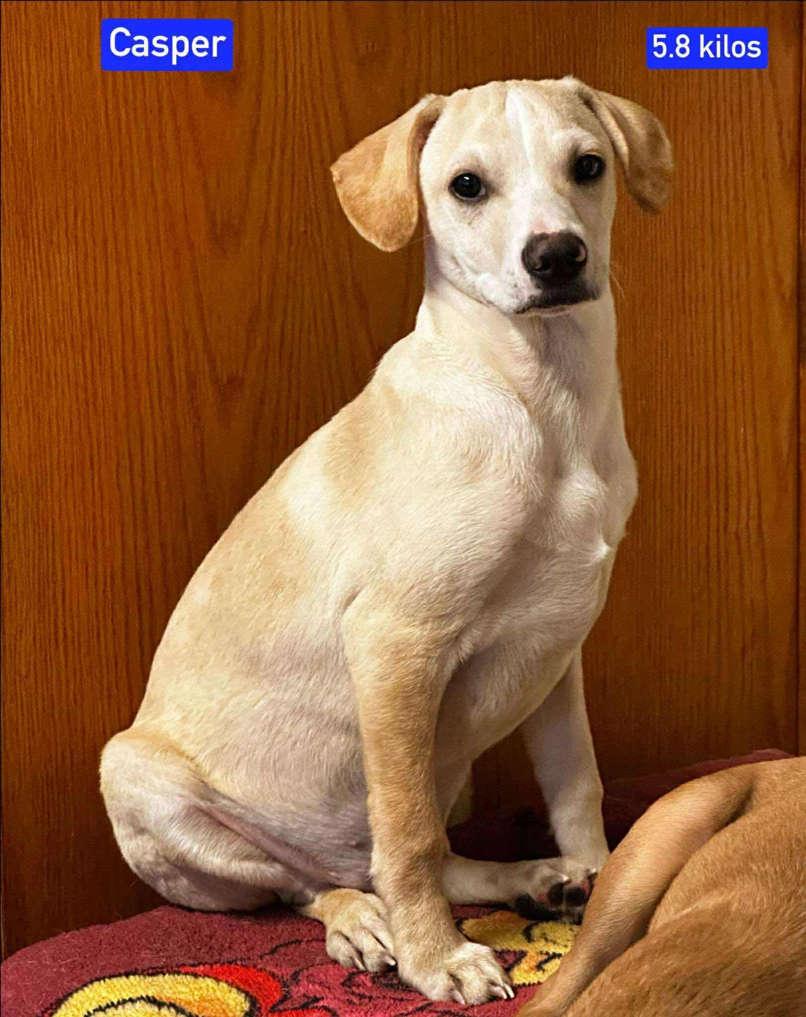 Enlarge Casper, a Adoptable Mixed Breed in Puyallup, WA image 2/4