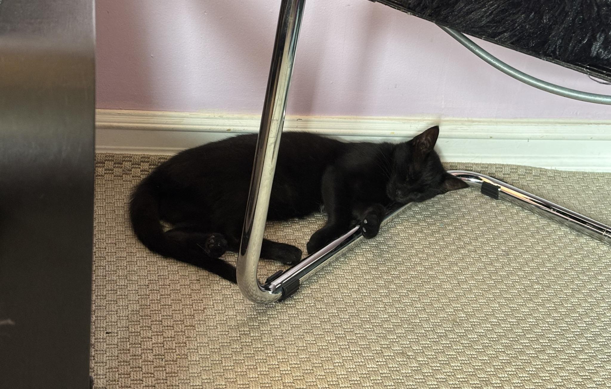 Enlarge Bunny & Honey, a Adoptable Domestic Short Hair in Spencerville, ON image 1/6