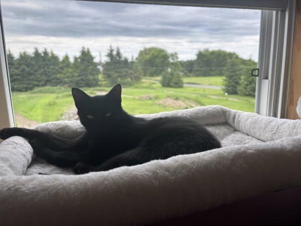 Enlarge Bunny & Honey, a Adoptable Domestic Short Hair in Spencerville, ON image 2/6