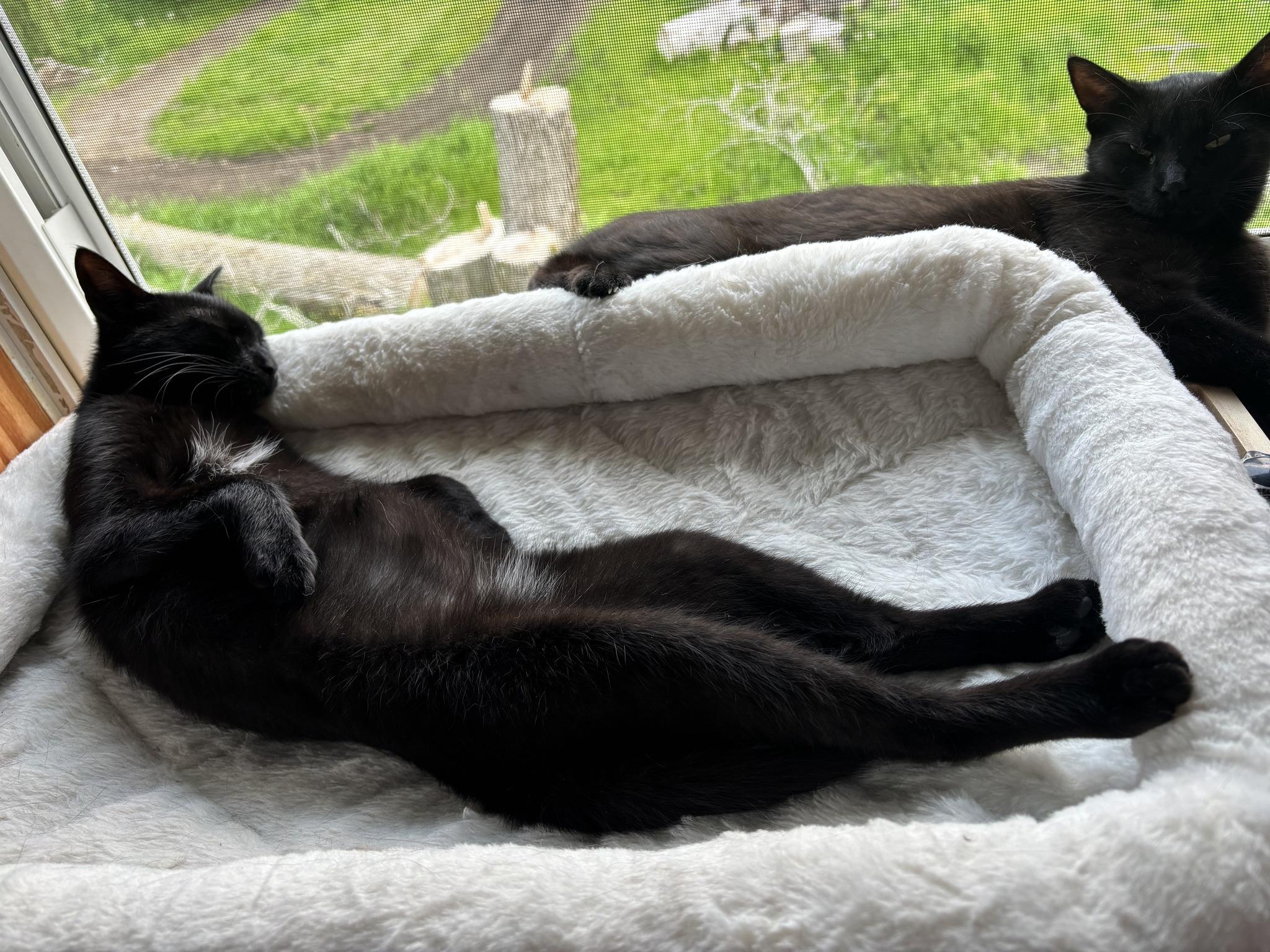 Enlarge Bunny & Honey, a Adoptable Domestic Short Hair in Spencerville, ON image 3/6