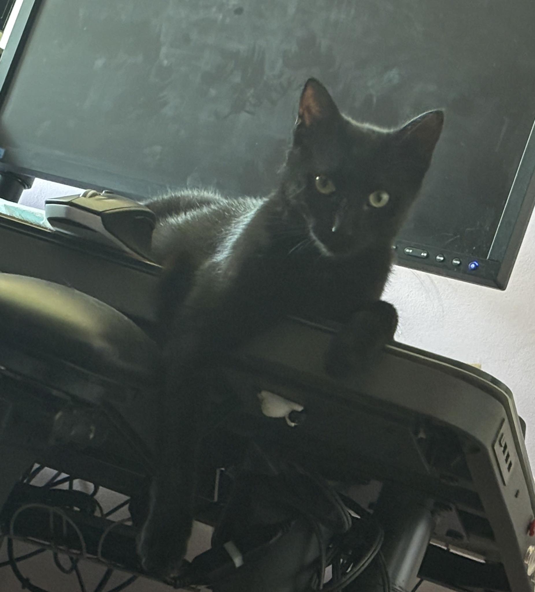 Enlarge Bunny & Honey, a Adoptable Domestic Short Hair in Spencerville, ON image 4/6