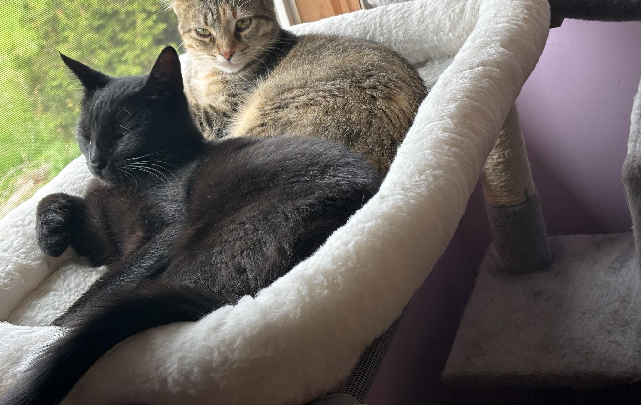 Enlarge Bunny & Honey, a Adoptable Domestic Short Hair in Spencerville, ON image 5/6