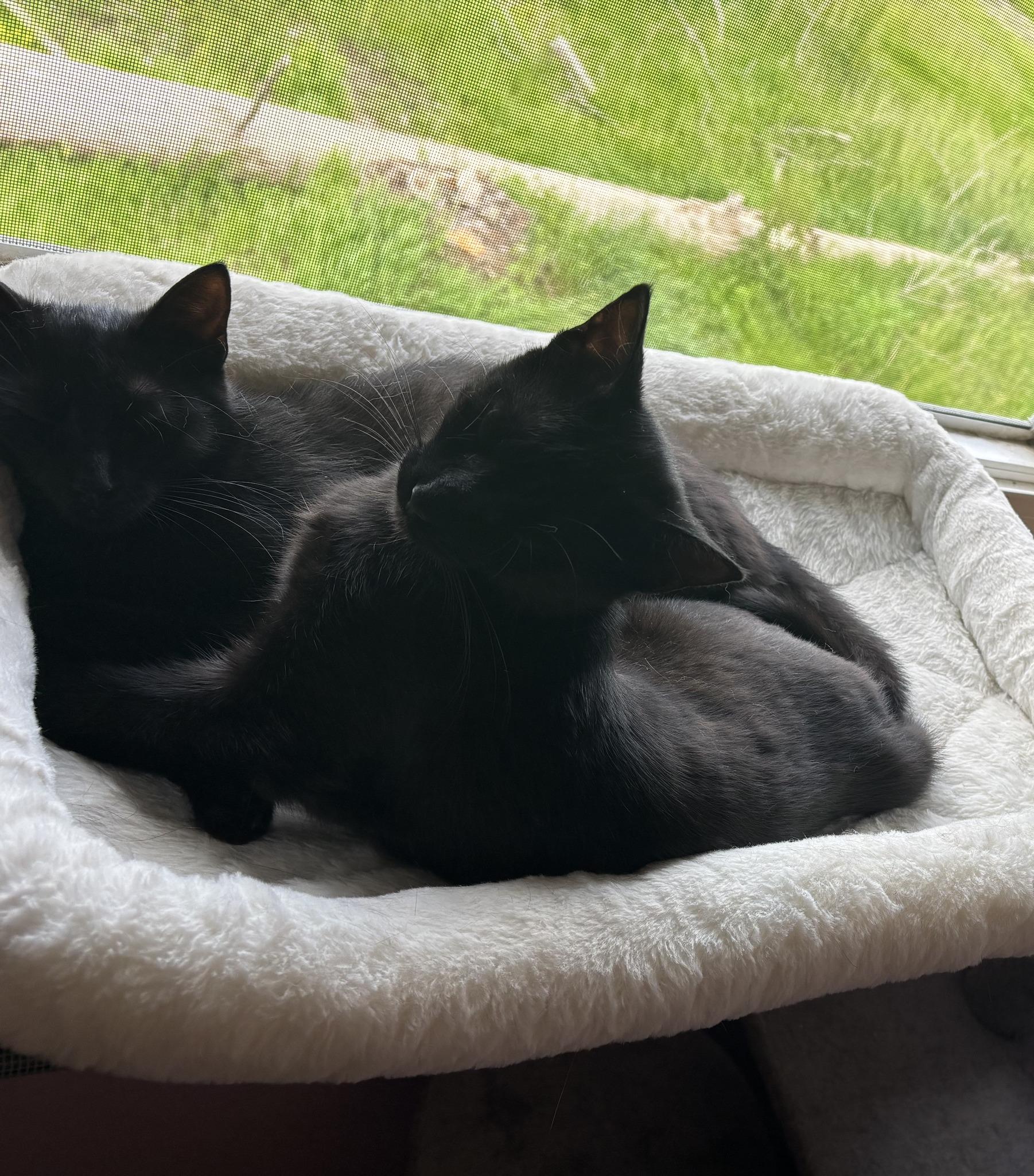 Enlarge Bunny & Honey, a Adoptable Domestic Short Hair in Spencerville, ON image 6/6