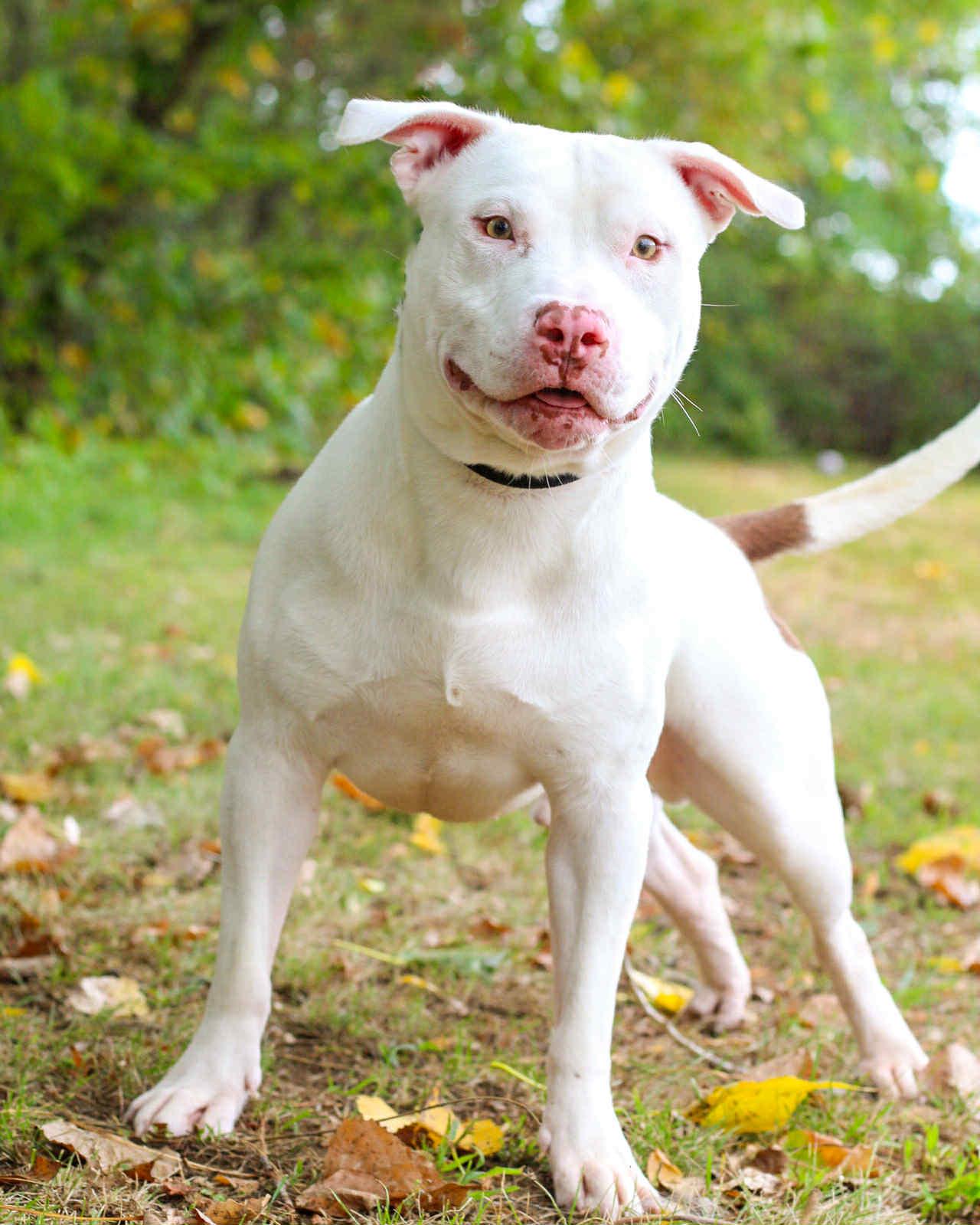 Enlarge SUGAR RAY, a Adoptable mixed breed in Bridgeport, CT image 1/1