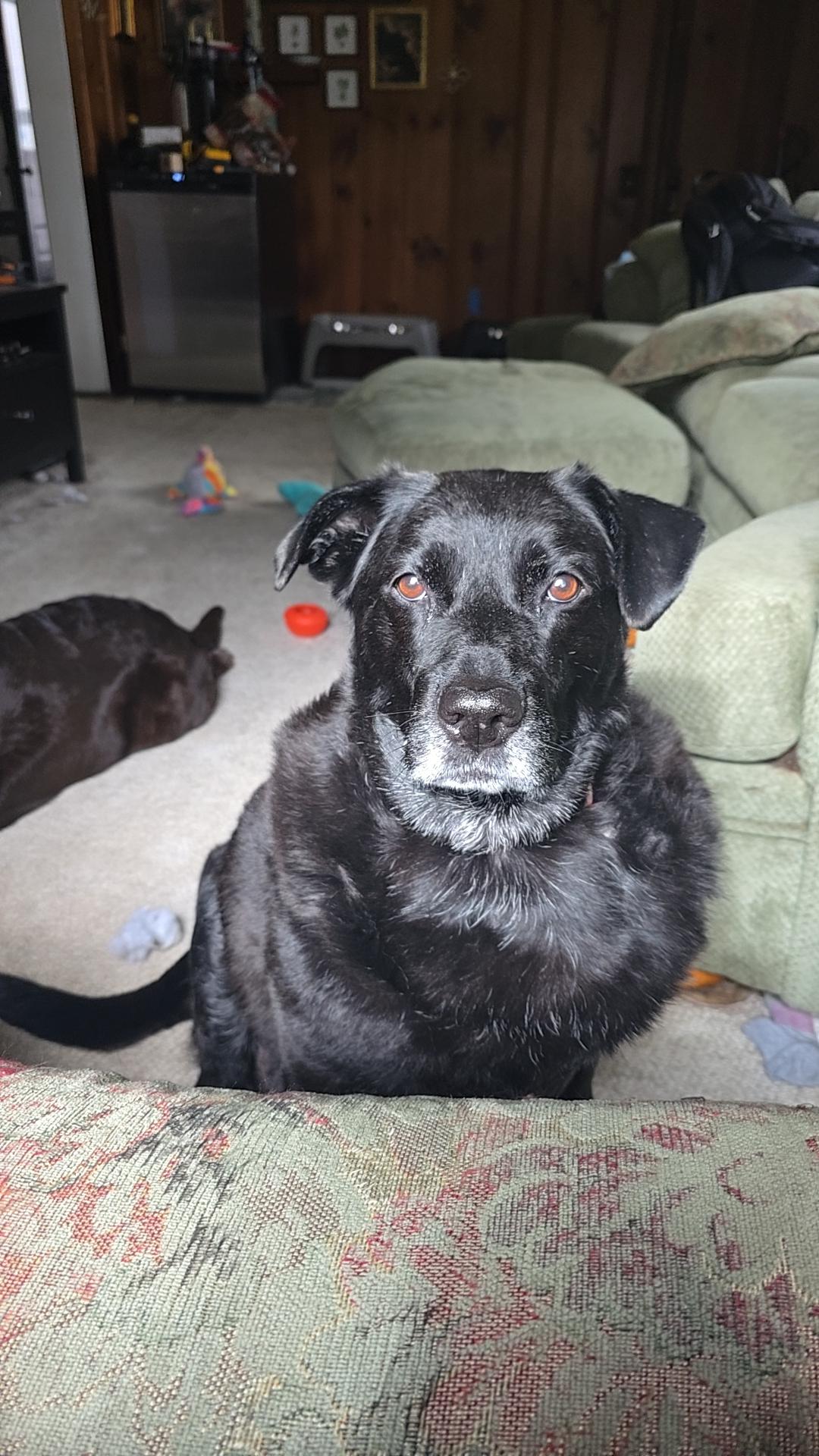 Millie, Adoptable, Senior Female Black Labrador Retriever.