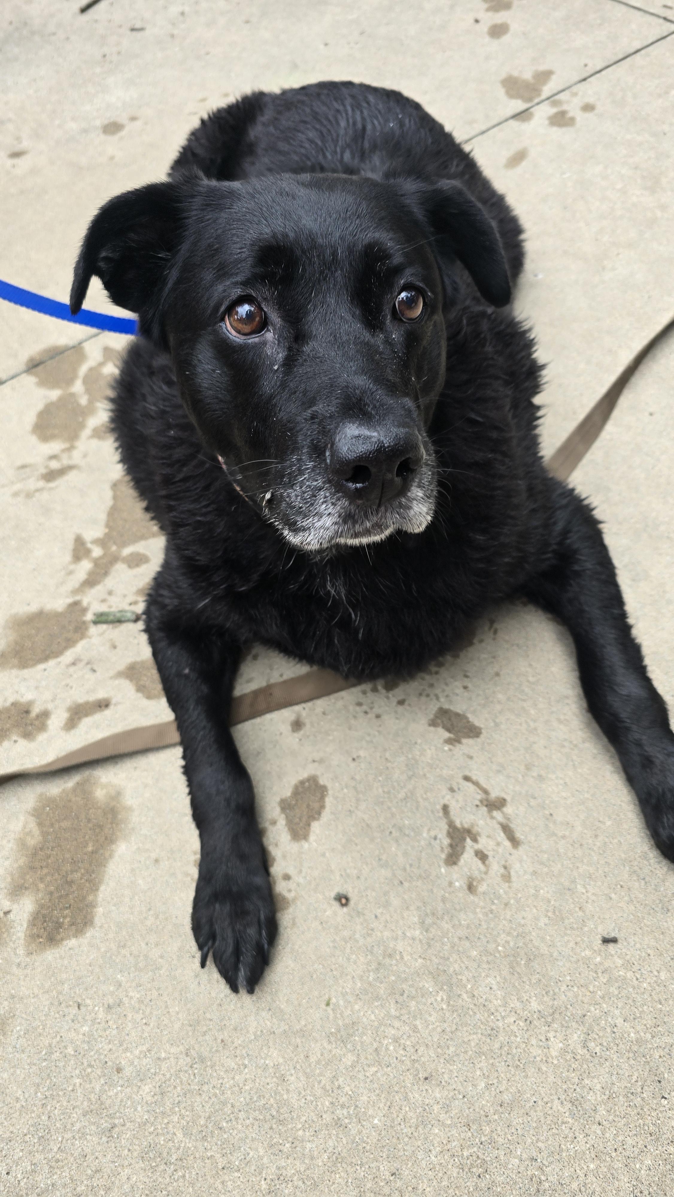 Enlarge Millie, a Adoptable Black Labrador Retriever in Medina, OH image 4/6