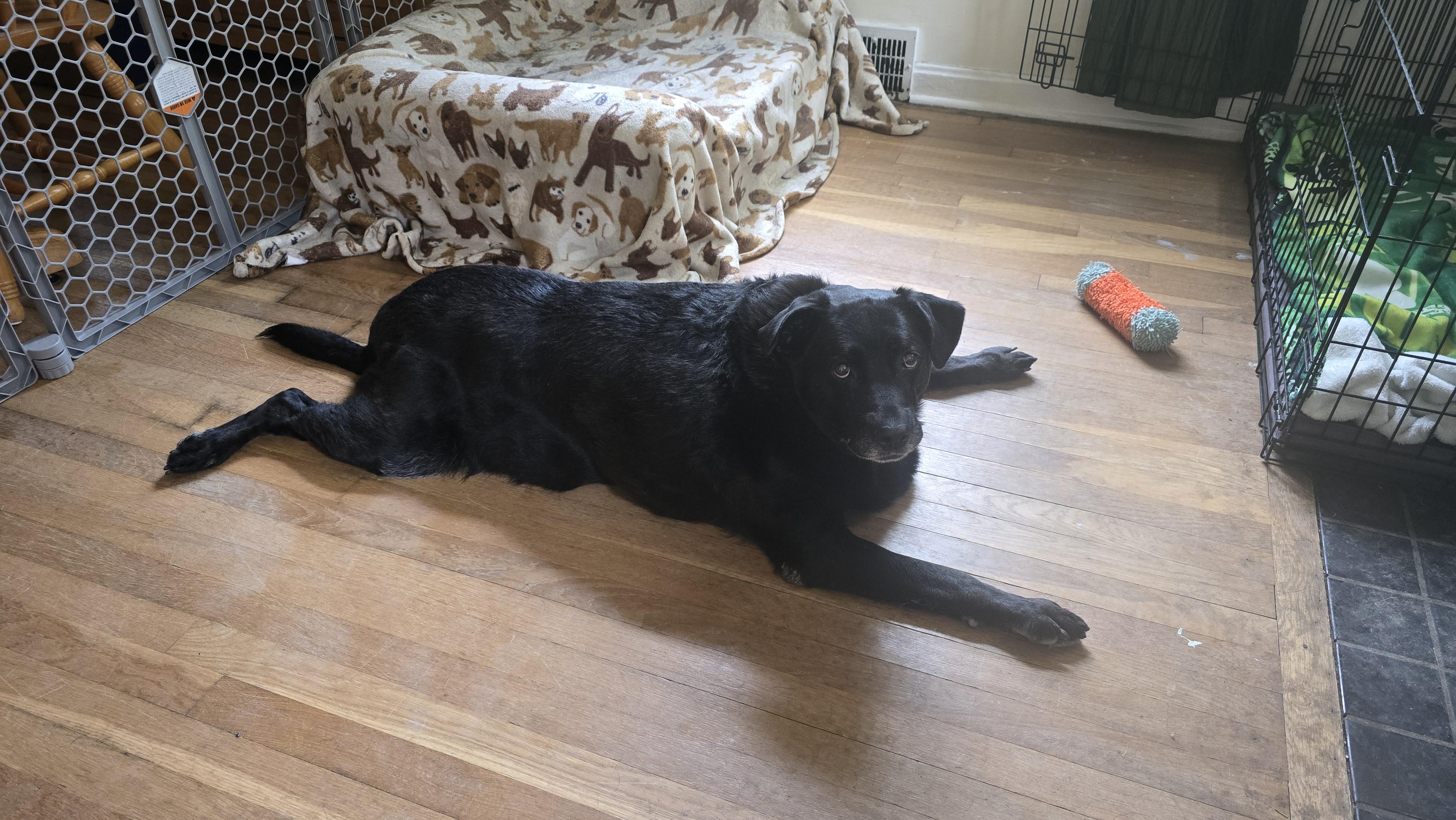 Enlarge Millie, a Adoptable Black Labrador Retriever in Medina, OH image 3/6