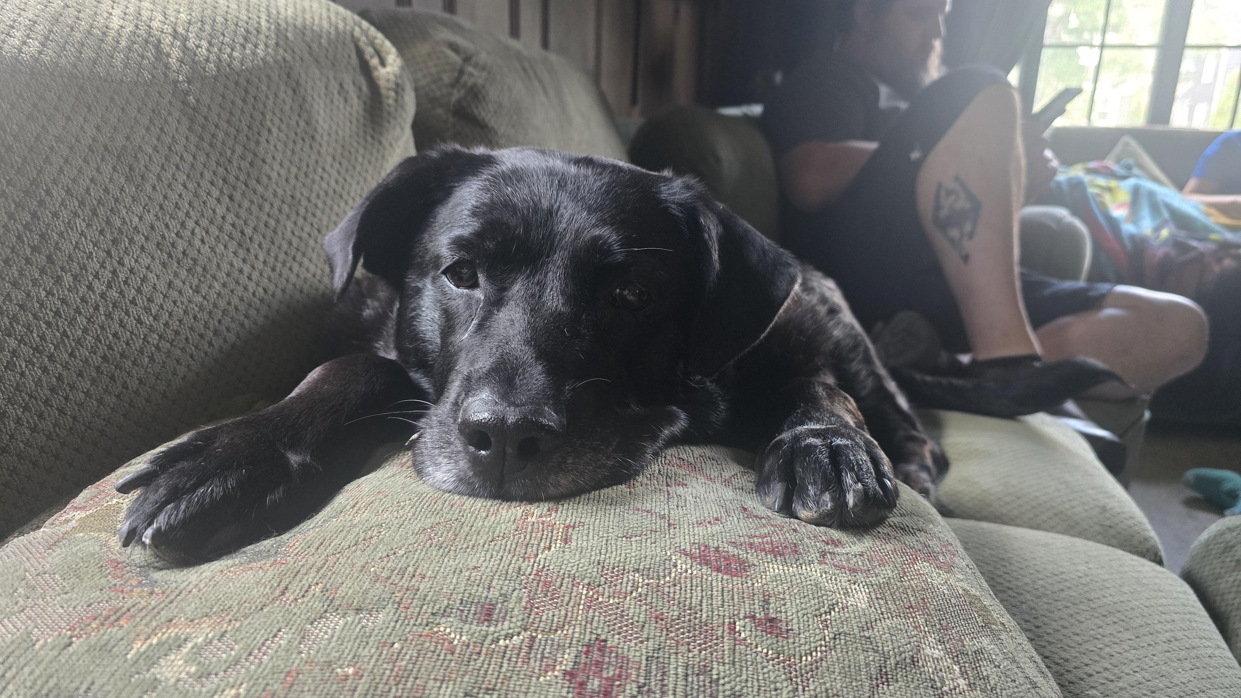 Enlarge Millie, a Adoptable Black Labrador Retriever in Medina, OH image 5/6
