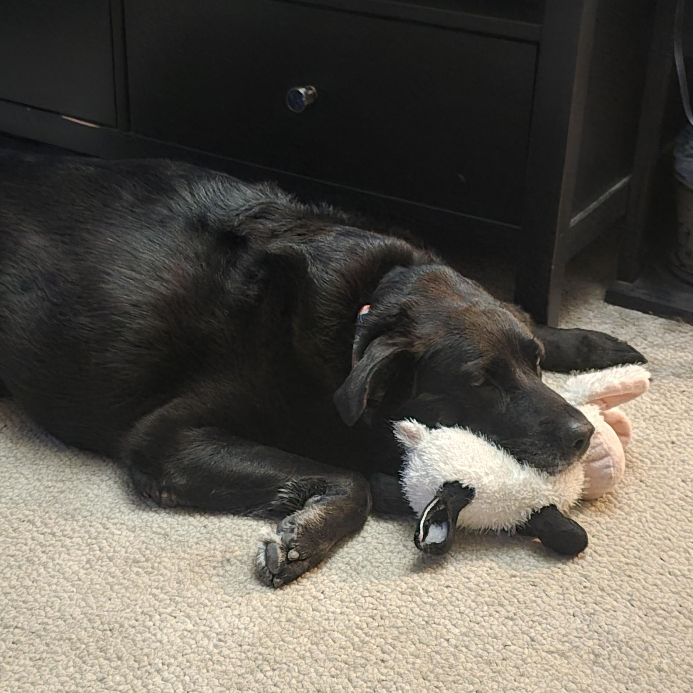 Enlarge Millie, a Adoptable Black Labrador Retriever in Medina, OH image 6/6