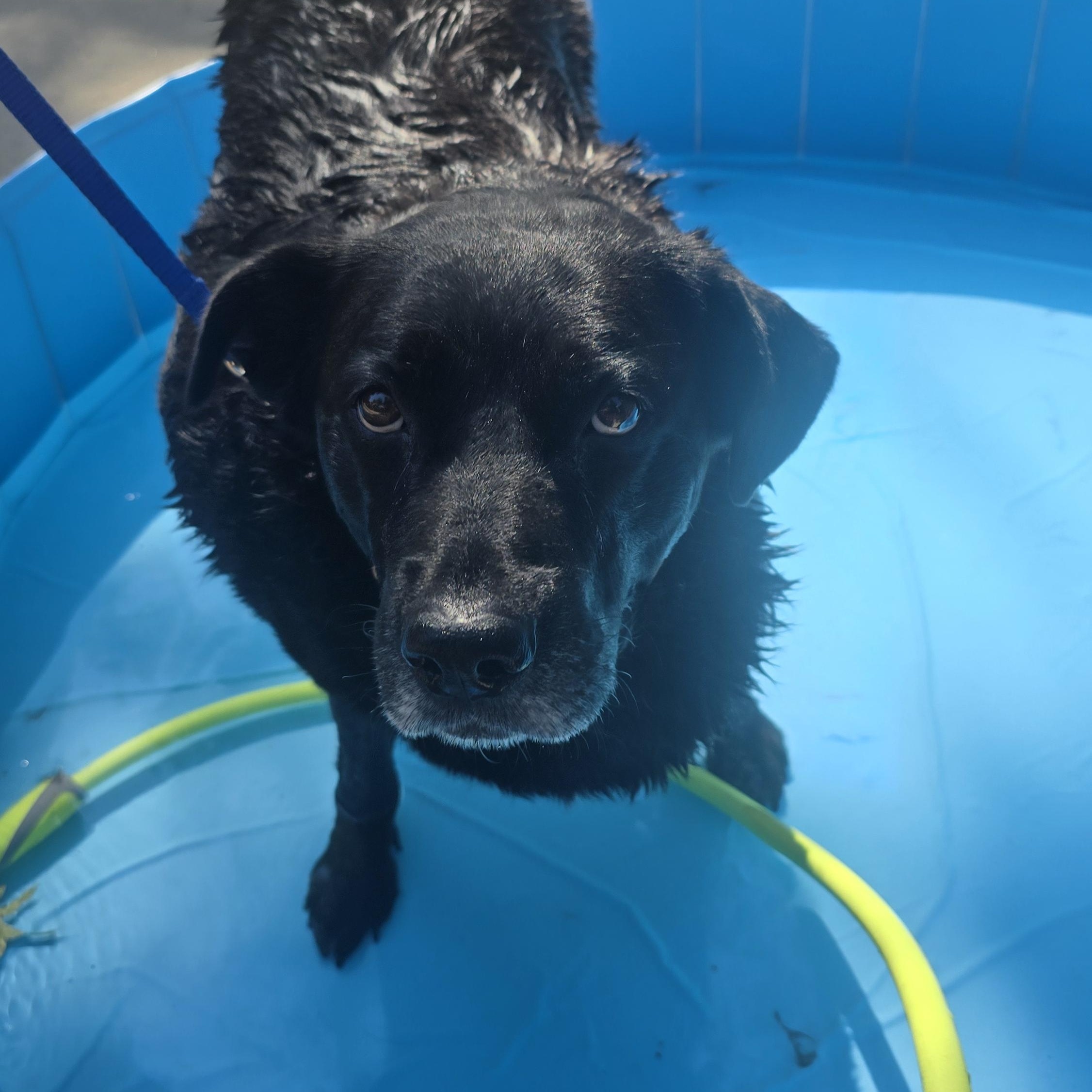 Enlarge Millie, a Adoptable Black Labrador Retriever in Medina, OH image 2/6
