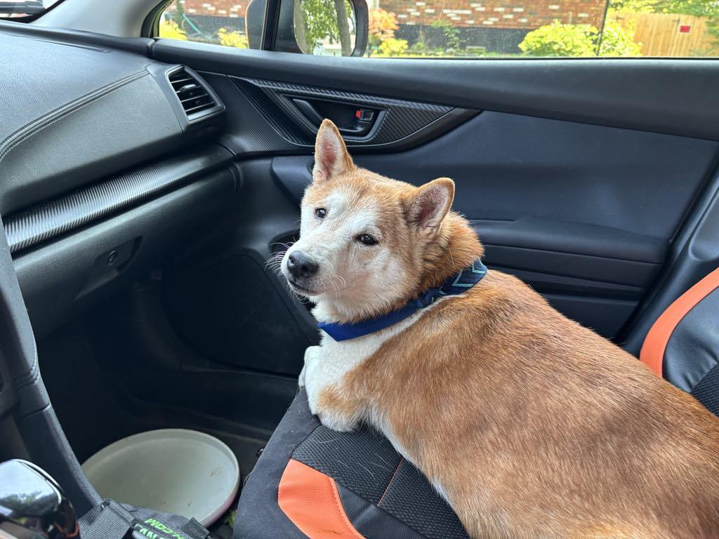 Enlarge Kenji, a Adopted mixed breed in Saratoga Springs, NY image 1/4