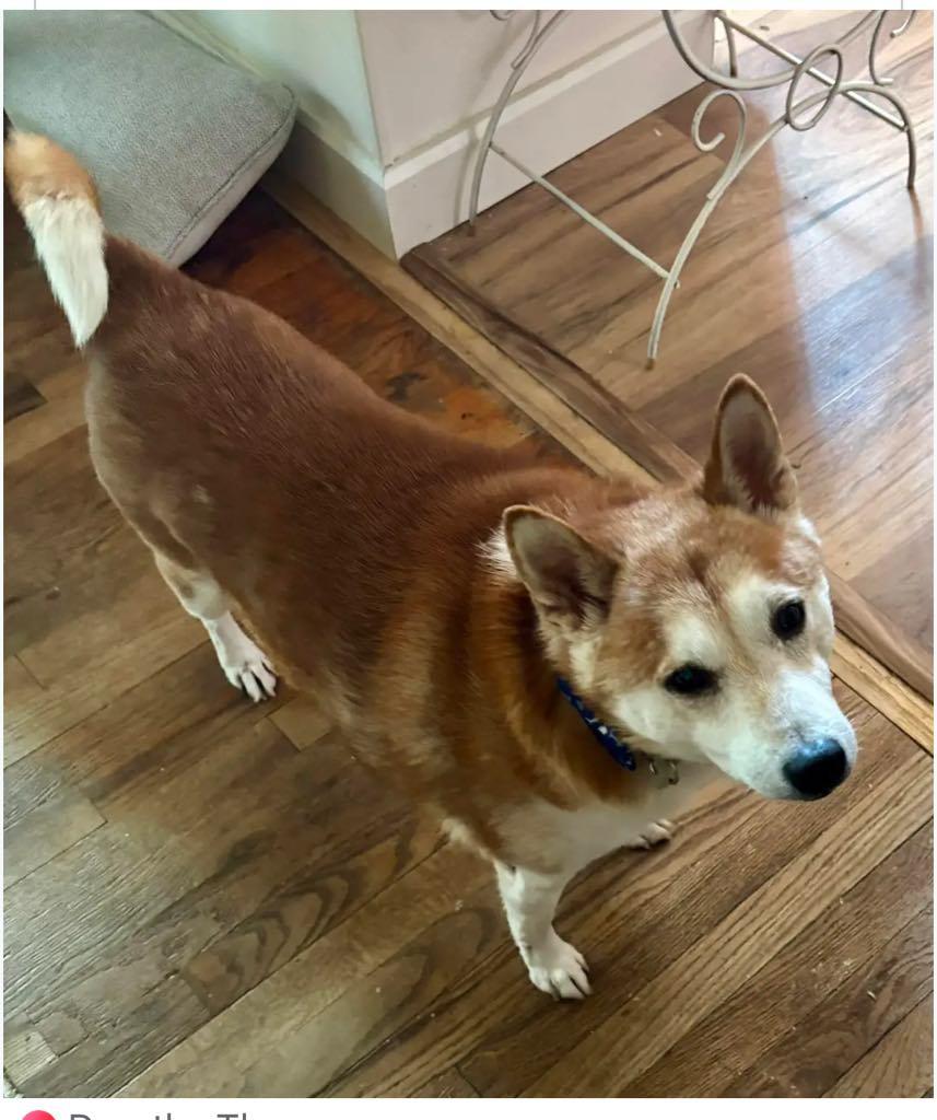 Enlarge Kenji, a Adopted mixed breed in Saratoga Springs, NY image 2/4