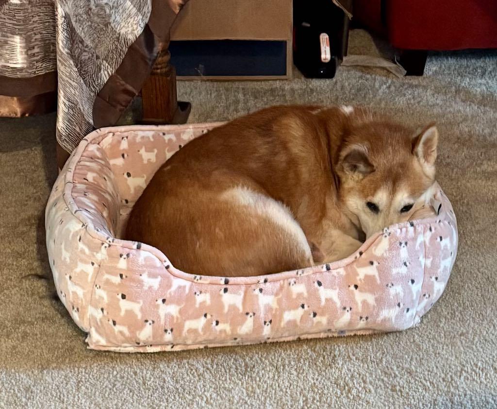 Enlarge Kenji, a Adopted mixed breed in Saratoga Springs, NY image 3/4