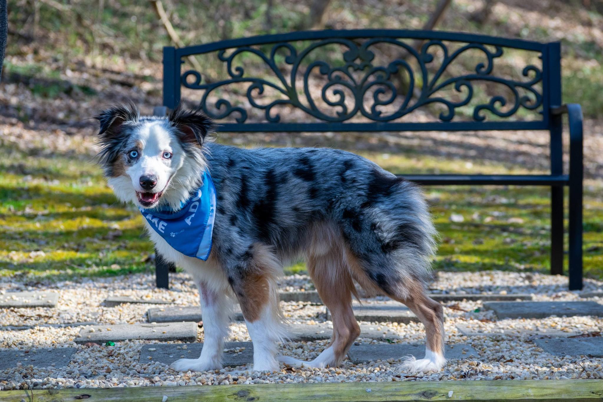 Moonie, a ADOPTABLE Australian Shepherd in Sevierville, TN image 4/4