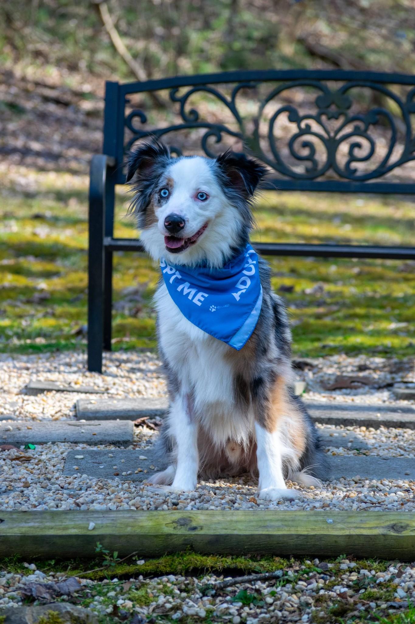 Moonie, a ADOPTABLE Australian Shepherd in Sevierville, TN image 2/4