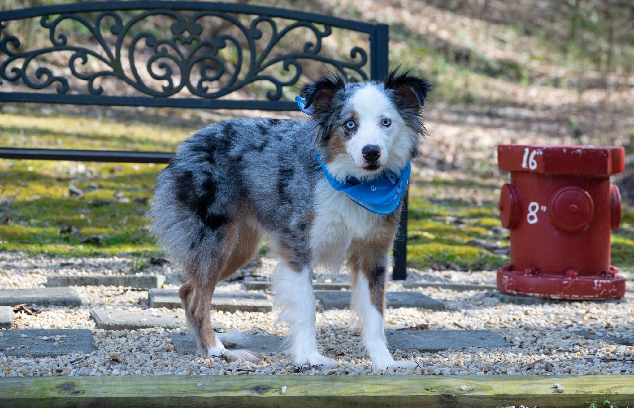 Moonie, a ADOPTABLE Australian Shepherd in Sevierville, TN image 3/4