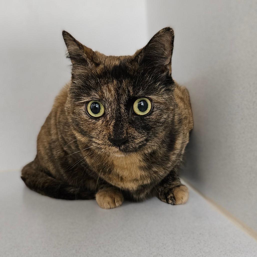 Marley, Adoptable, Senior Female Domestic Medium Hair.
