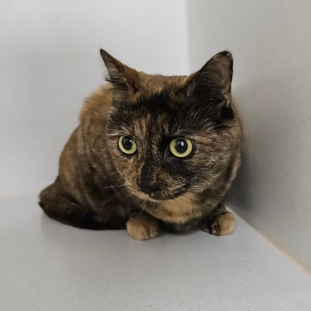 Enlarge Marley, a Adoptable Domestic Medium Hair in Dover, NH image 2/2