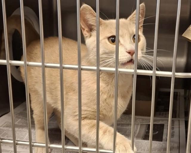 JOHNNY, Adoptable, Young Male Domestic Short Hair.