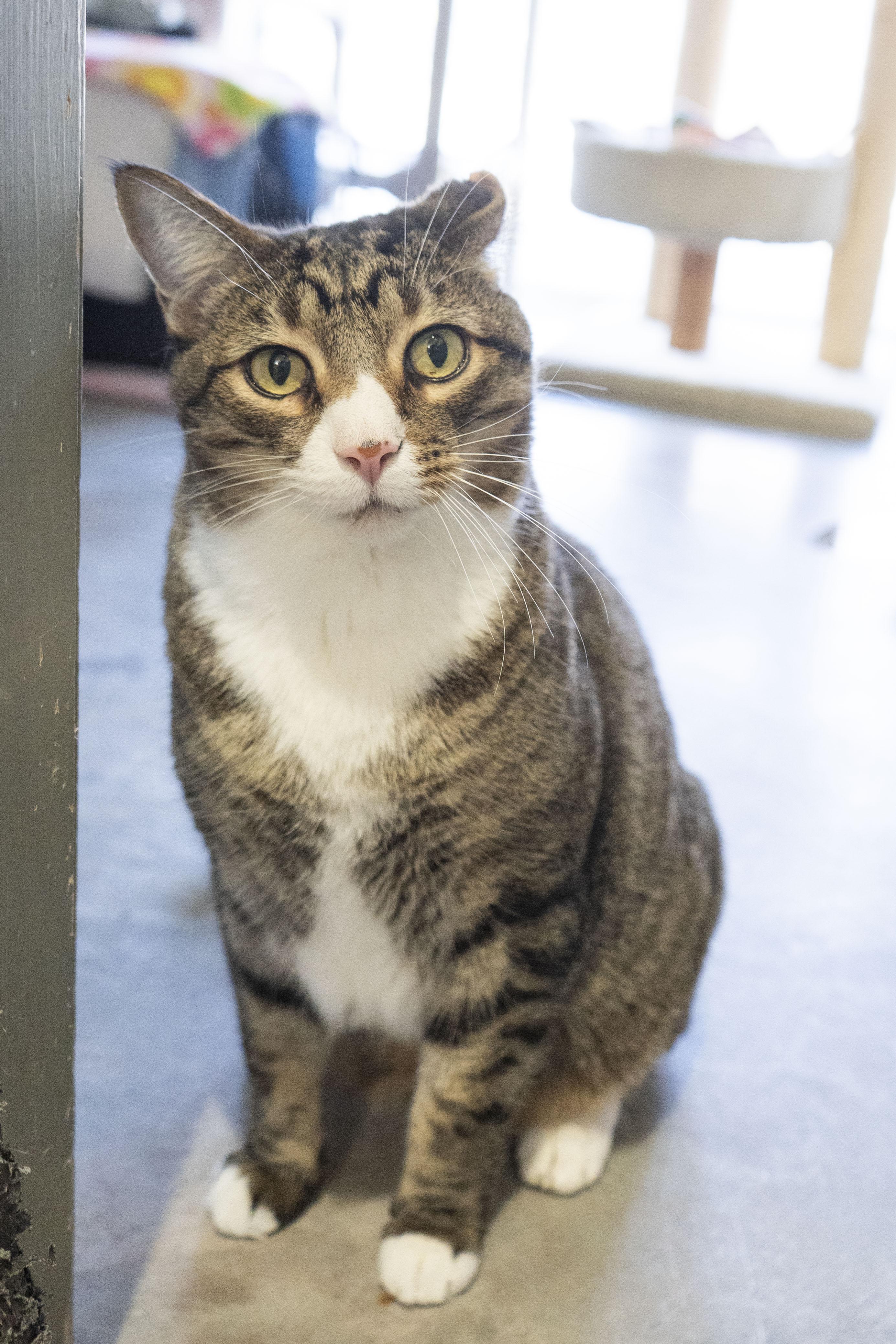 Rae Rae, a ADOPTABLE Domestic Short Hair in Boise, ID image 1/2