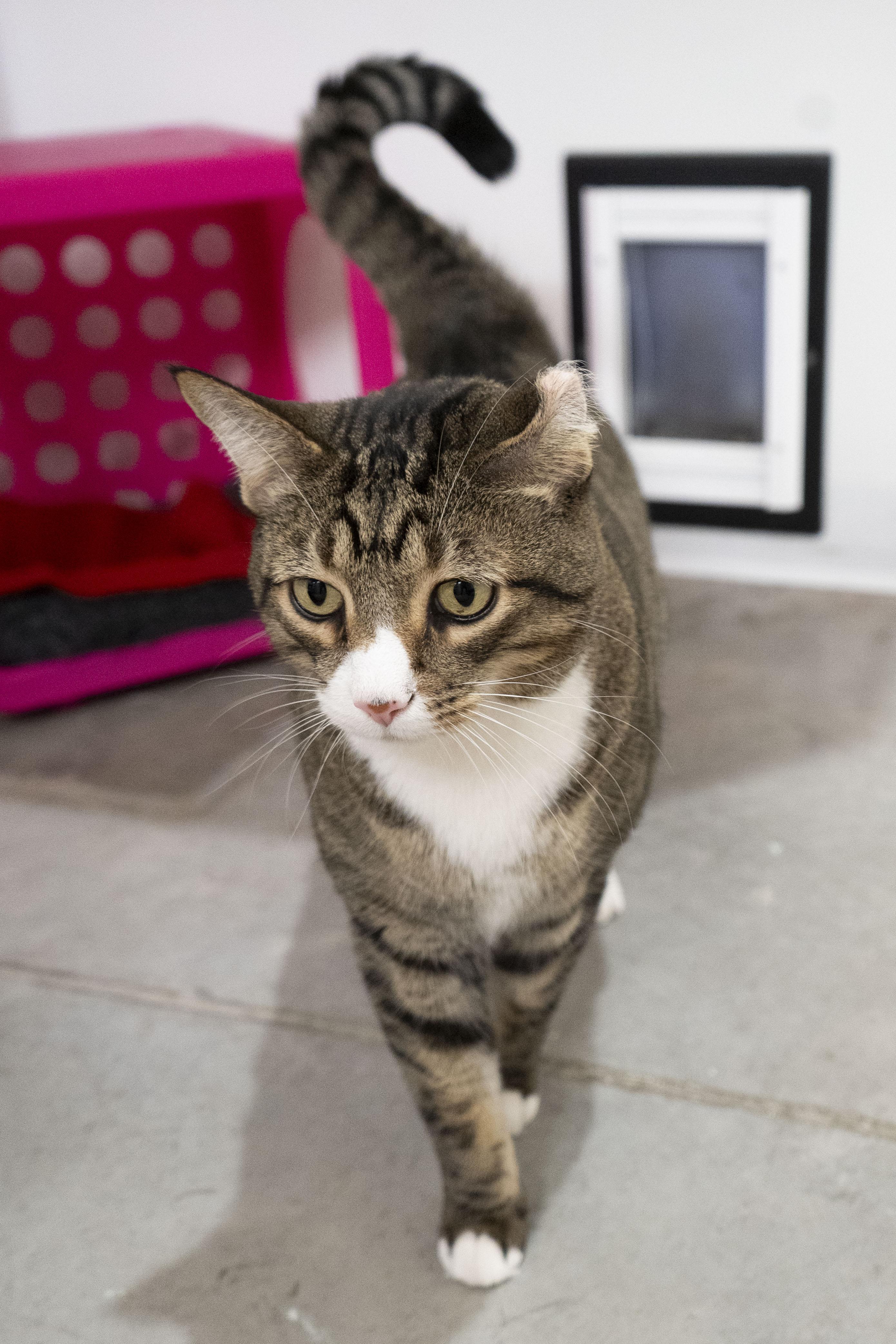 Rae Rae, a ADOPTABLE Domestic Short Hair in Boise, ID image 2/2