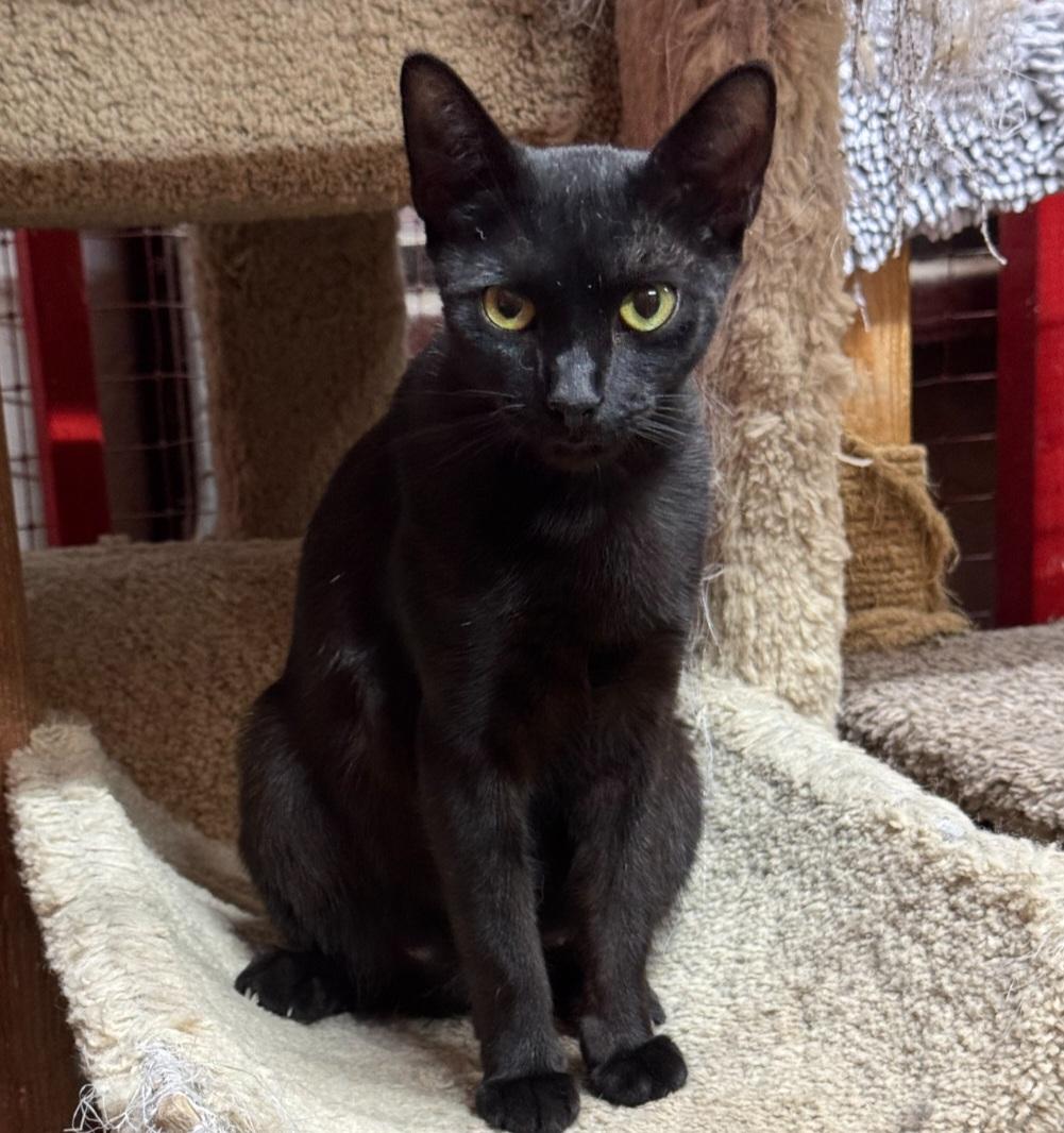 Calista, Adopted, Adult Female Domestic Short Hair.