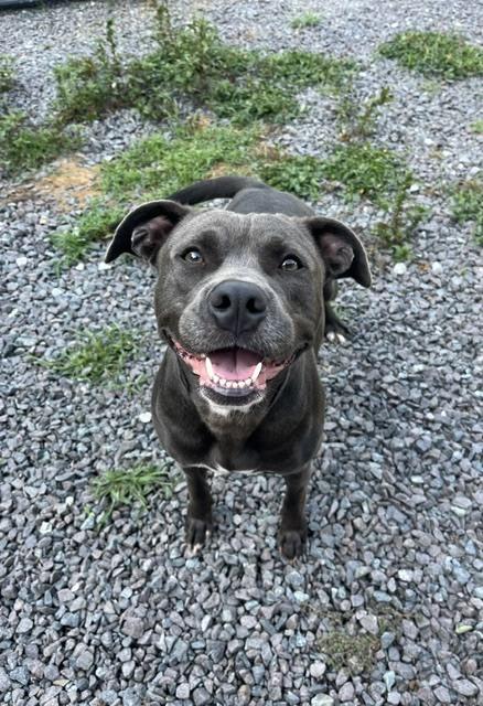 Hershey, Adoptable, Adult Female Pit Bull Terrier.