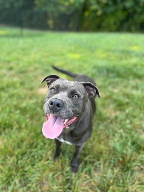 Enlarge Hershey, a Adoptable mixed breed in Mocksville, NC image 2/4