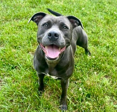 Enlarge Hershey, a Adoptable mixed breed in Mocksville, NC image 3/4