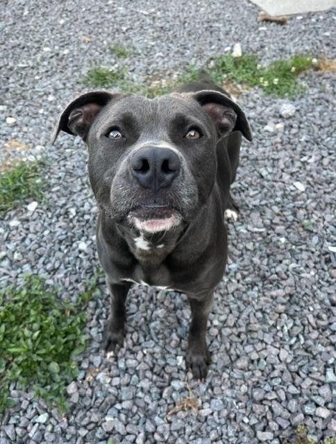 Enlarge Hershey, a Adoptable mixed breed in Mocksville, NC image 4/4