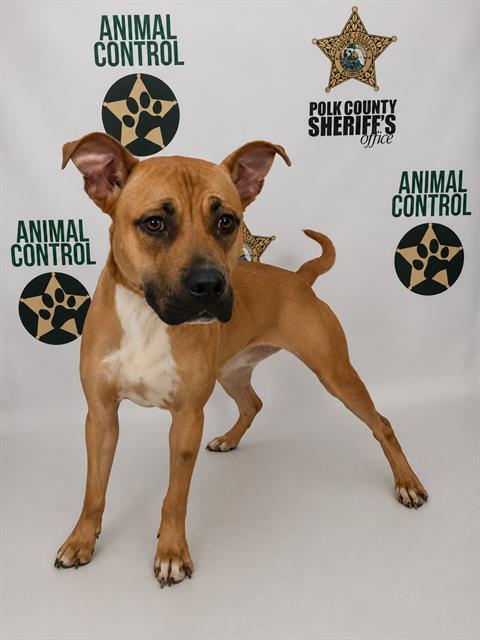 GOLDIE, Adoptable, Adult Female American Bulldog & Mixed Breed.