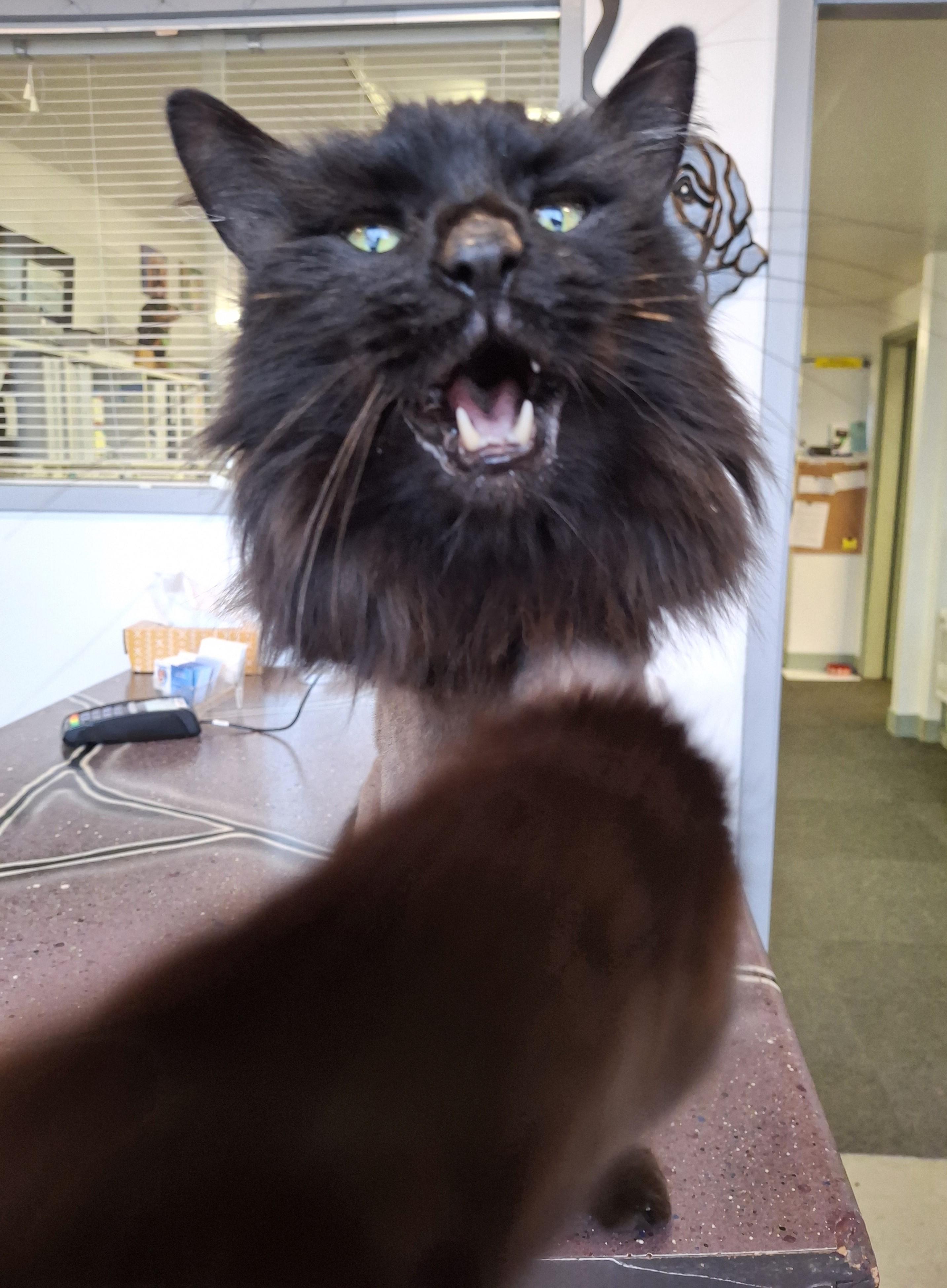 Enlarge Grizzly, an adopted Domestic Long Hair in Victoria, BC image 4/4