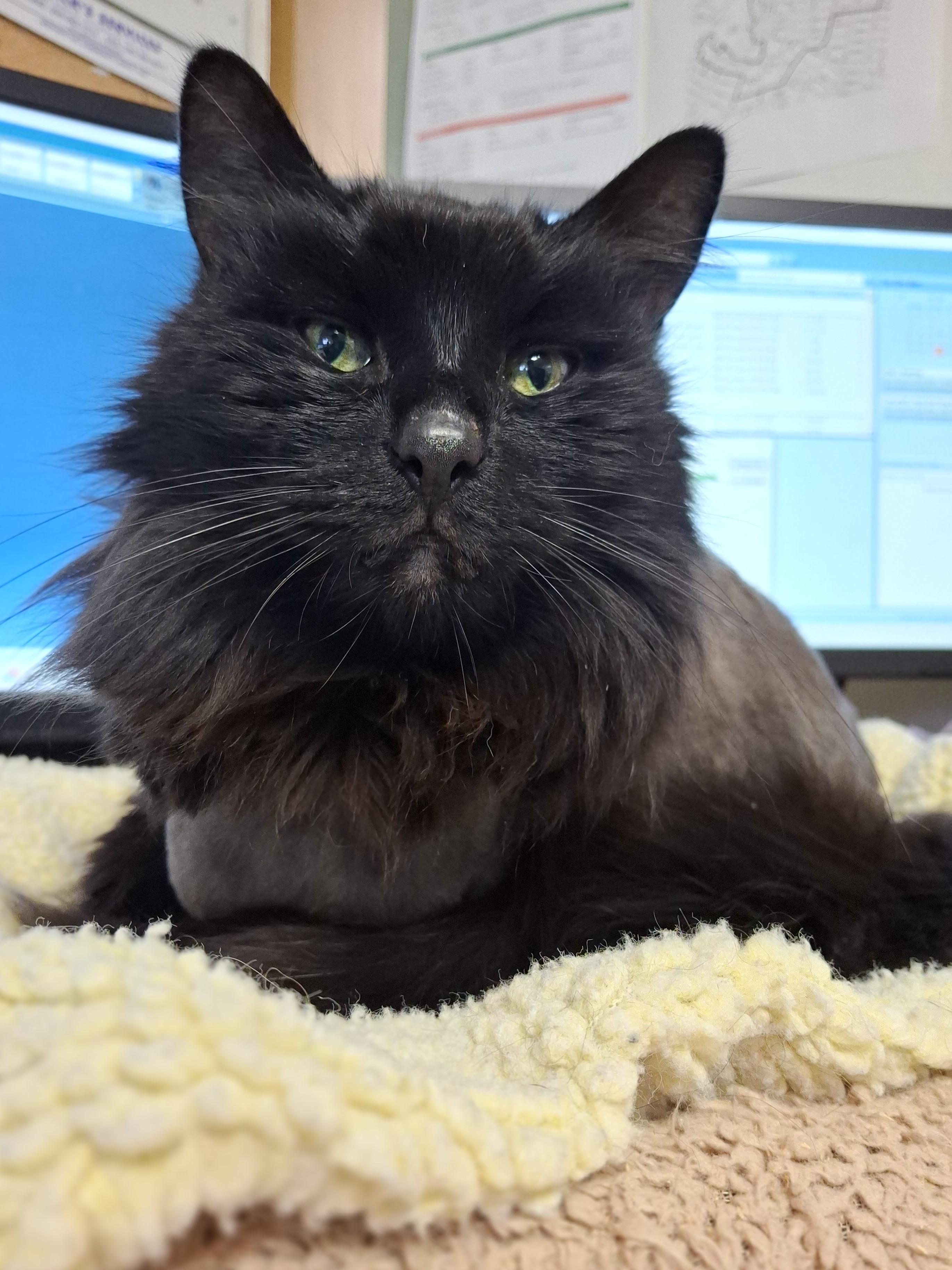 Enlarge Grizzly, an adopted Domestic Long Hair in Victoria, BC image 1/4