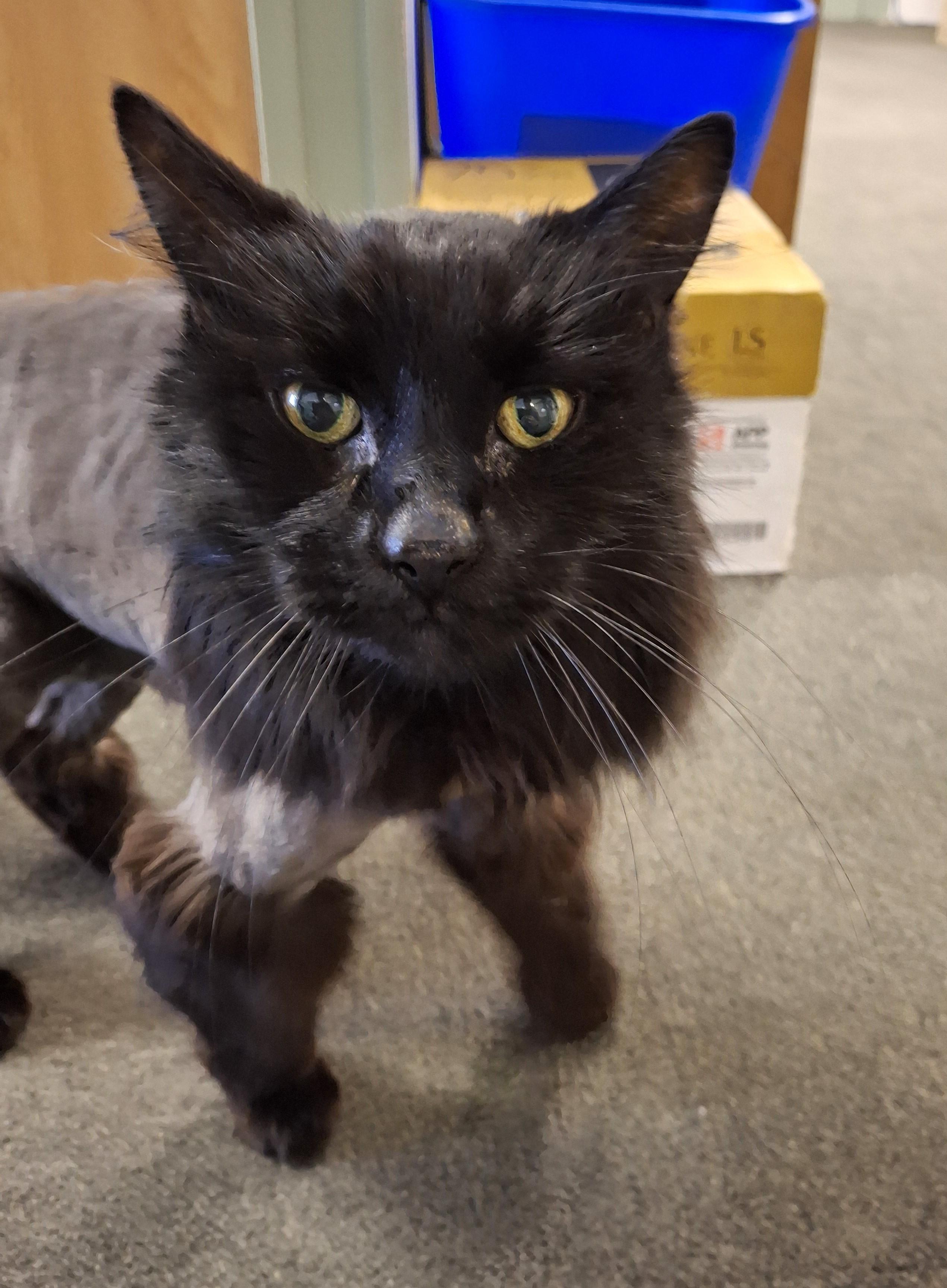 Enlarge Grizzly, an adopted Domestic Long Hair in Victoria, BC image 3/4