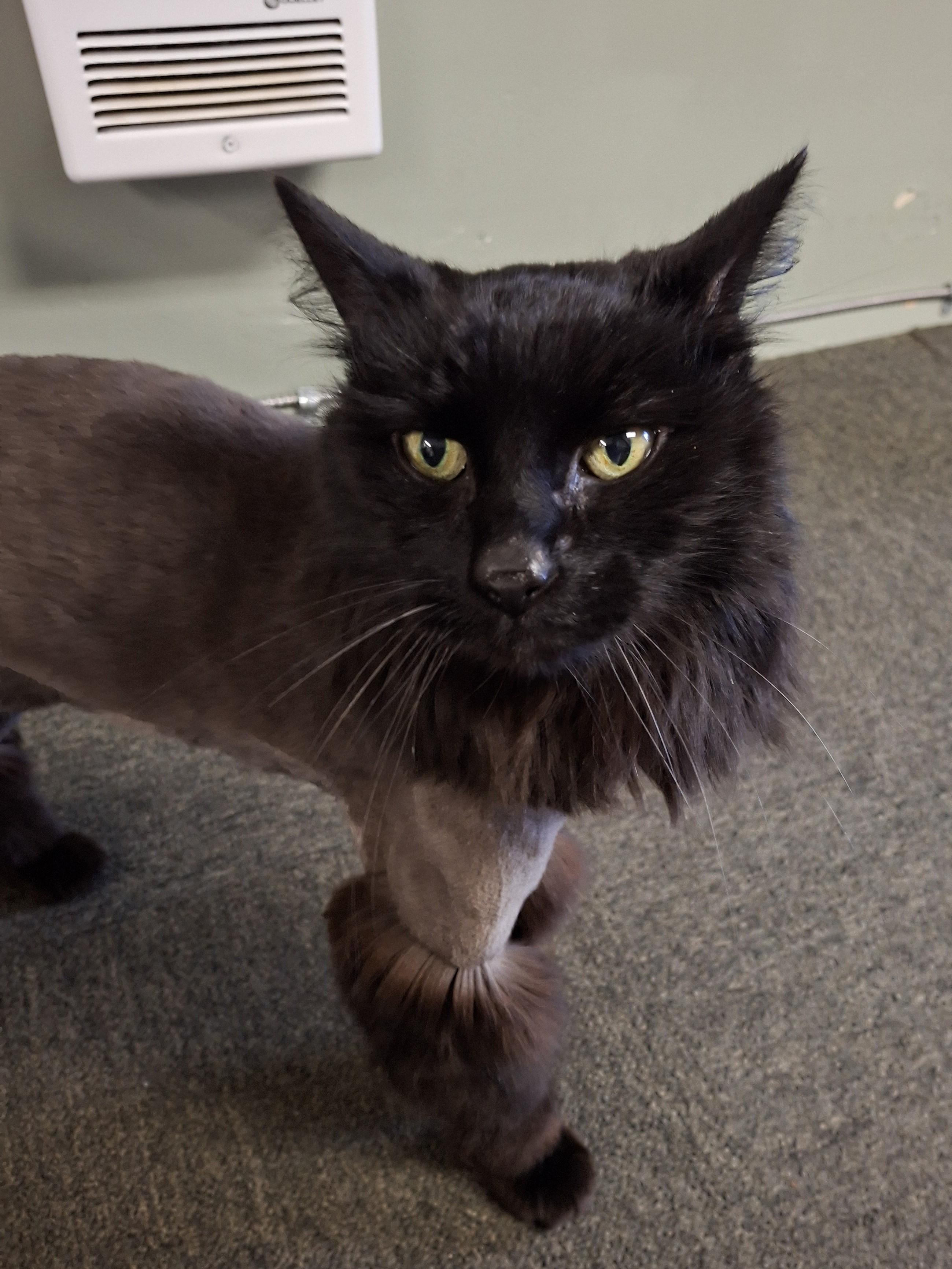 Enlarge Grizzly, an adopted Domestic Long Hair in Victoria, BC image 2/4