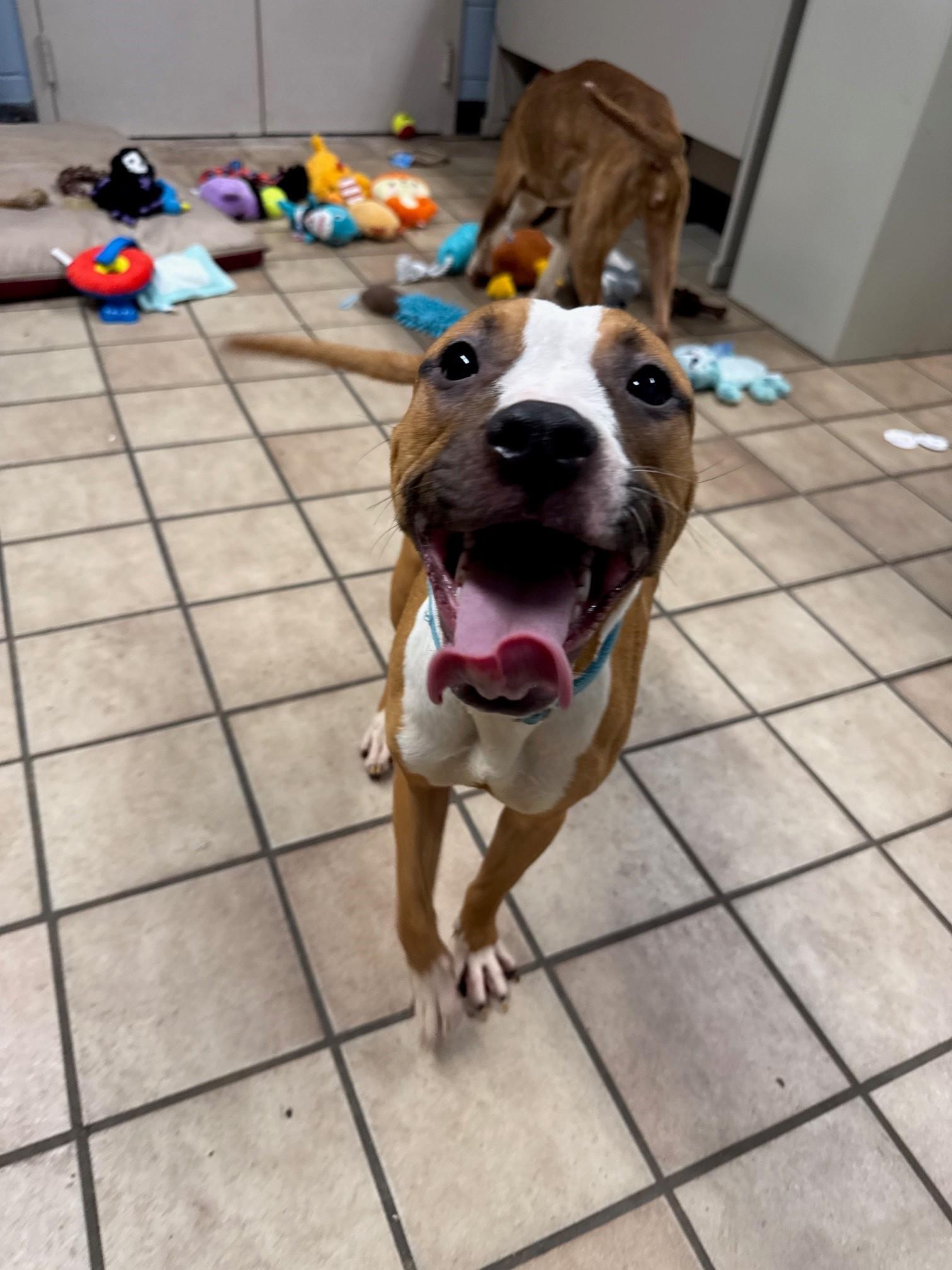 Philomena, adopted, Young Female Pit Bull Terrier.