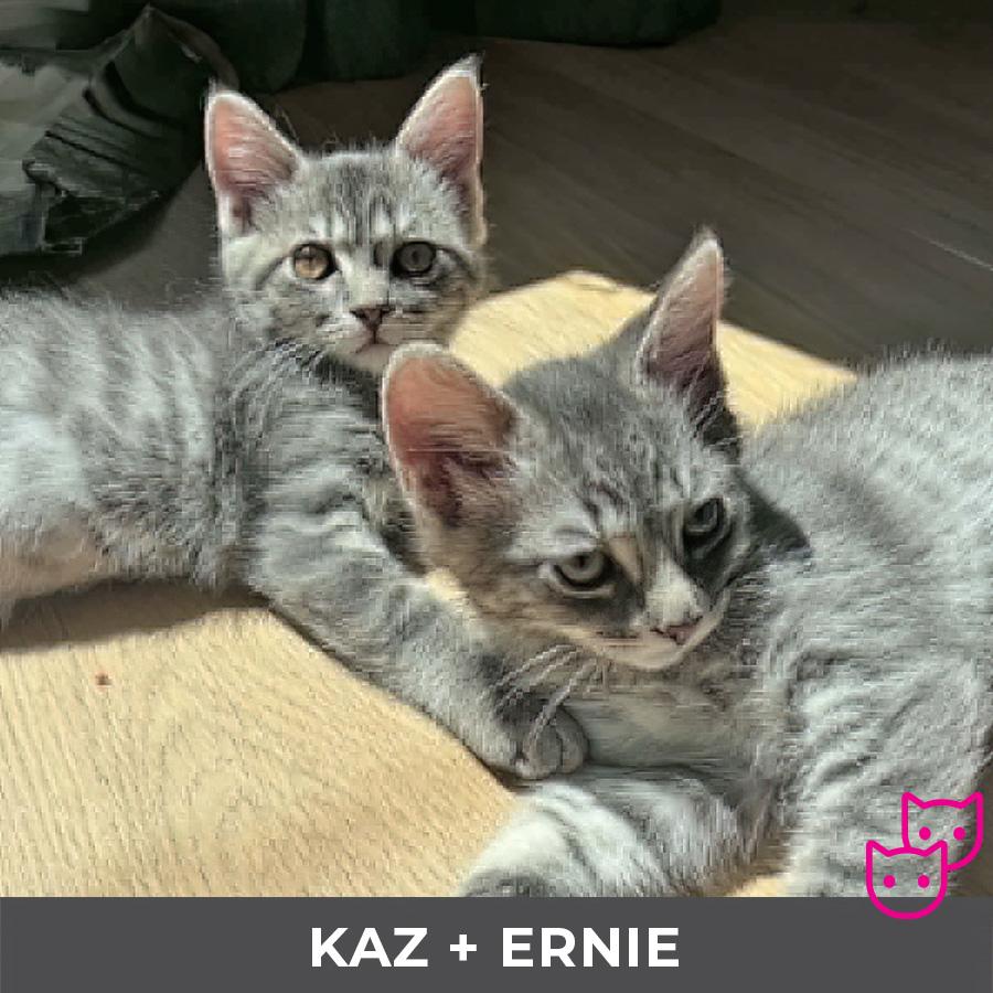 Kaz (bonded with Ernie), an adopted Domestic Short Hair in Etobicoke, ON image 3/4