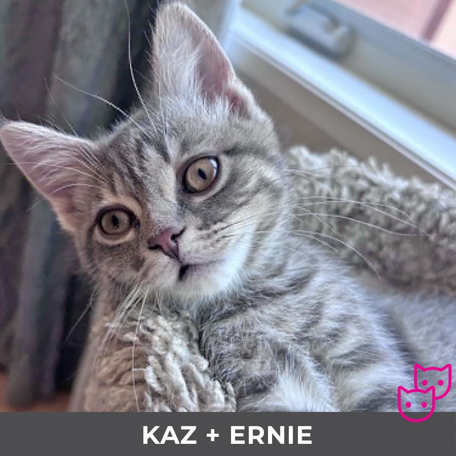Kaz (bonded with Ernie), adopted, Kitten Female Domestic Short Hair.